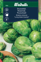 Rosenkål 'Long Island'